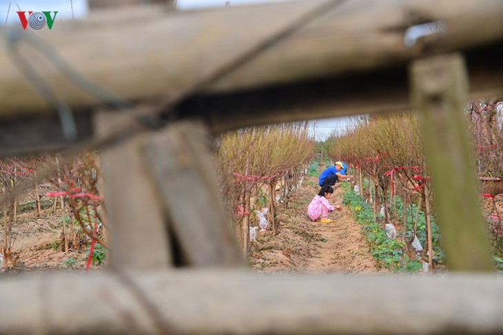 Peach blossoms bloom early in Nhat Tan flower village - ảnh 8